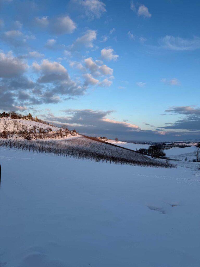 Degustazione LA COLLINA IN BIANCO